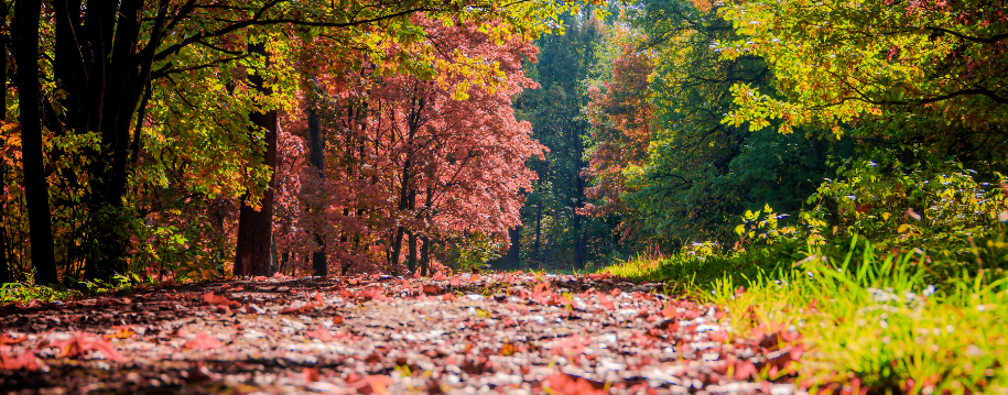 parques-naturales-europa-otoño-pb (1).png